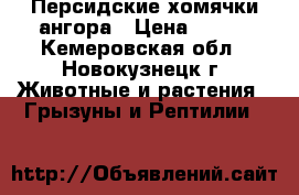 Персидские хомячки ангора › Цена ­ 100 - Кемеровская обл., Новокузнецк г. Животные и растения » Грызуны и Рептилии   